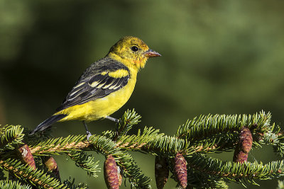 western tanager 082215_MG_1359 