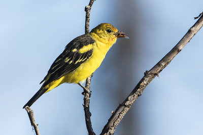 western tanager 082215_MG_1409 