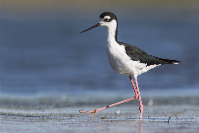 black-necked stilt 082315_MG_1755