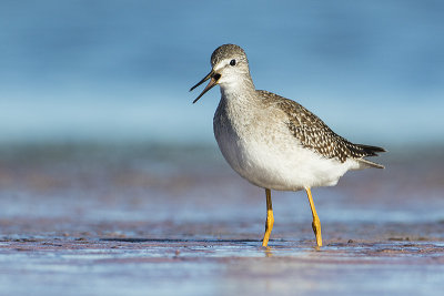 lesser yellowlegs 082315_MG_1956