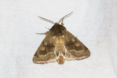 moth 081515_MG_0461