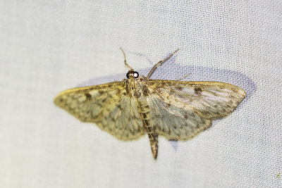 moth 082915_MG_2817