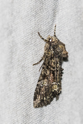 moth 082915_MG_2821