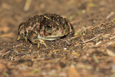 boreal toad 082915_MG_2751 