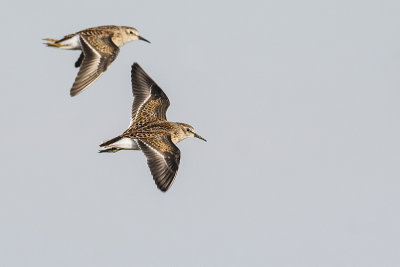 least sandpiper 083015_MG_3559 