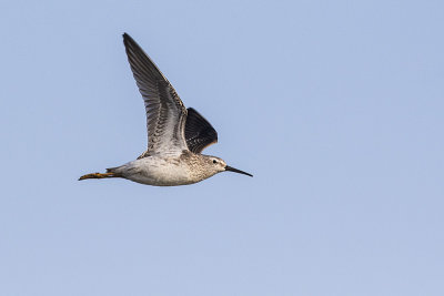 stilt sandpiper 083015_MG_3198 