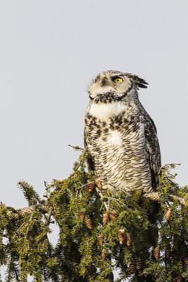great horned owl 090715_MG_5125 