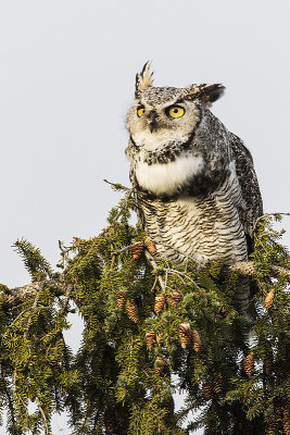 great horned owl 090715_MG_5252 