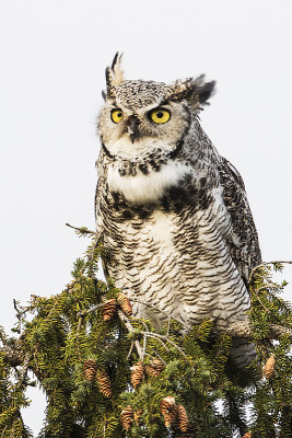 great horned owl 090715_MG_5360 
