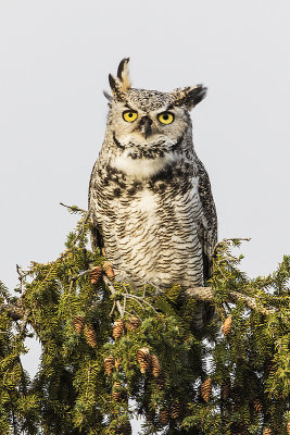great horned owl 090715_MG_5249