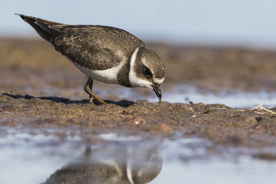 semipalmated plover 091915_MG_6544