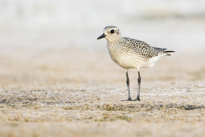 black-bellied plover 100115_MG_9088 