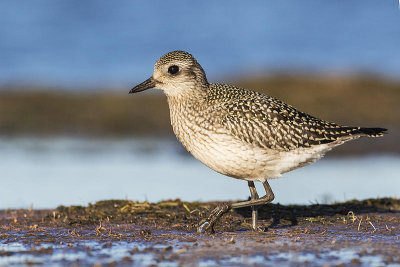 black-bellied plover 092715_MG_8533 