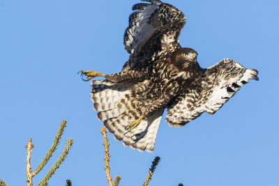 red-tailed hawk 101215_MG_0374