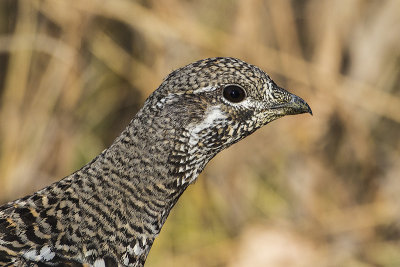 spruce grouse 101815_MG_0646