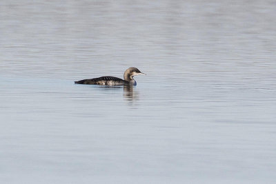 Pacific Loons