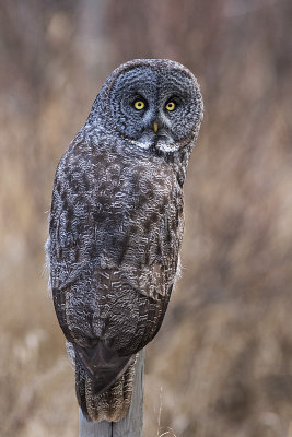 great gray owl 103115_MG_1504 