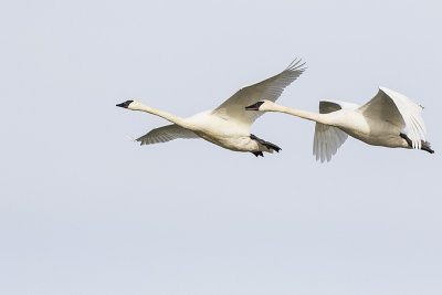 trumpeter swans 111115_MG_2278 