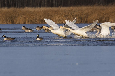 trumpeter swans 111115_MG_2738 