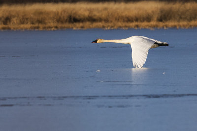 trumpeter swan 111115_MG_2808 