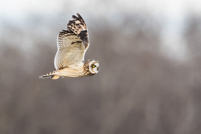 short-eared owl 111415_MG_3390 