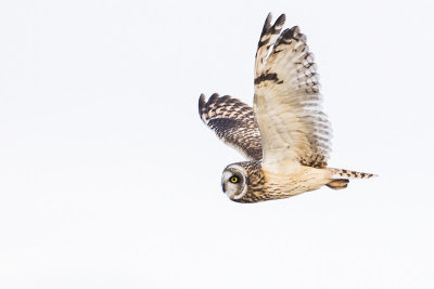 short-eared owl 111415_MG_3548 