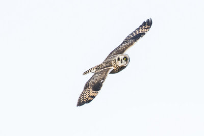 short-eared owl 111415_MG_3661 