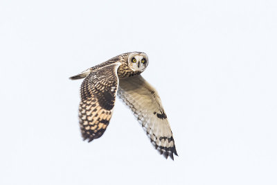 short-eared owl 111415_MG_3674 