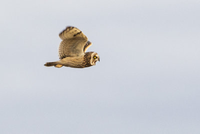 short-eared owl 111415_MG_3696 