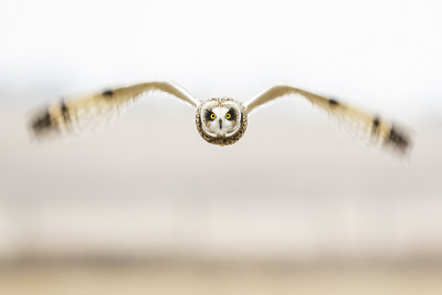 short-eared owl 111515_MG_4032 