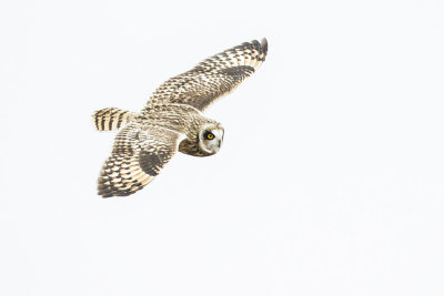 short-eared owl 111515_MG_4052 