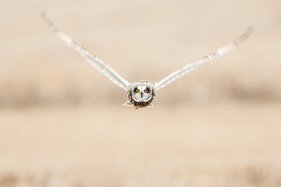 short-eared owl 111515_MG_4119 