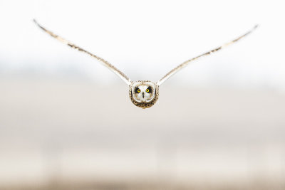 short-eared owl 111515_MG_4028 