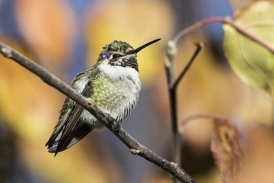 Costa's Hummingbird 112015_MG_5376 
