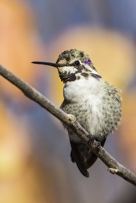 Costa's Hummingbird 112015_MG_5488 