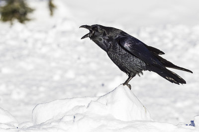 common raven 112915_MG_4622 