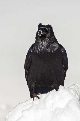 common raven 112915_MG_4777 