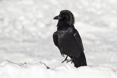 common raven 112915_MG_5006 