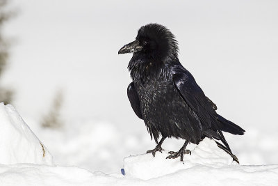 common raven 112915_MG_5068 