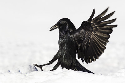 common raven 112915_MG_5115 