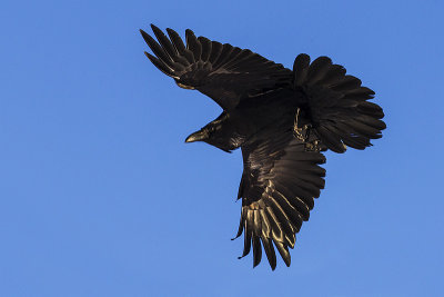 common raven 112915_MG_5258 
