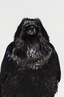 common raven 112915_MG_5312 