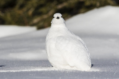 white-tailed ptarmigan 112815_MG_6821