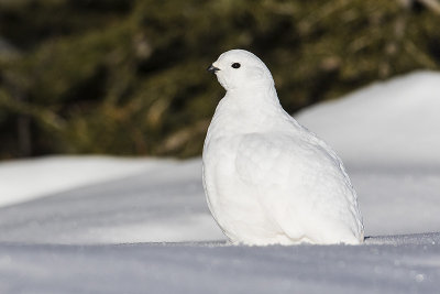 white-tailed ptarmigan 112815_MG_6893 