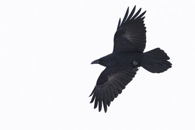 common raven 121015_MG_7394