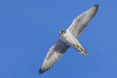 gyrfalcon 122115_MG_8652 