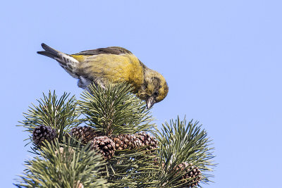 red crossbill 122015_MG_8259 