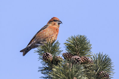 red crossbill 122015_MG_8344 