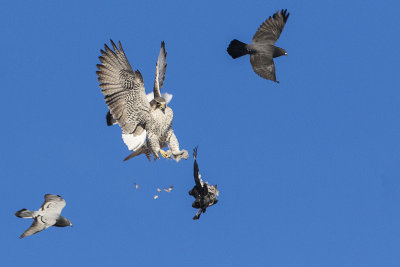 gyrfalcon 122915_MG_9256 