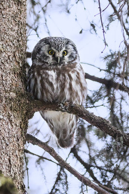 boreal owl 122815_MG_9004_1 